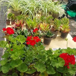برپایی نمایشگاه گل و گیاه و محصولات لبنی ارگانیک به مناسبت روز زمین پاک